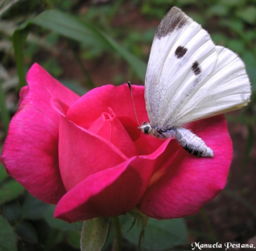 borboleta-e-rosa.png